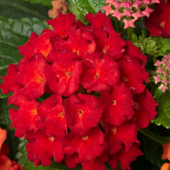 Lantana - Red - 30 Flower Seeds