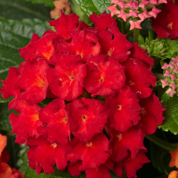 Lantana - Red - 30 Flower Seeds
