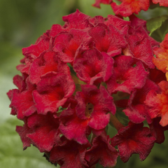 Lantana - Red - 30 Flower Seeds