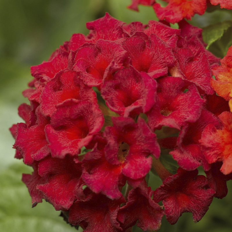Lantana - Red - 30 Flower Seeds