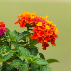 Lantana - Red Flame - 30 Flower Seeds