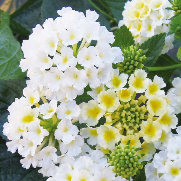 Lantana - White - 30 Flower Seeds
