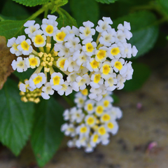 Lantana - White - 30 Flower Seeds