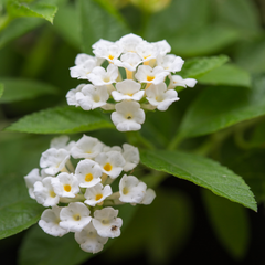 Lantana - White - 30 Flower Seeds
