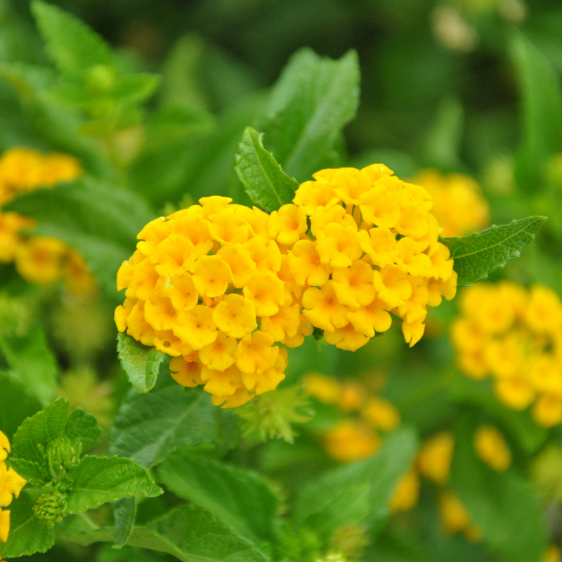 Lantana - Yellow - 30 Flower Seeds