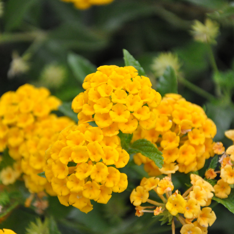 Lantana - Yellow - 30 Flower Seeds