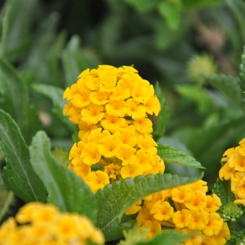 Lantana - Yellow - 30 Flower Seeds