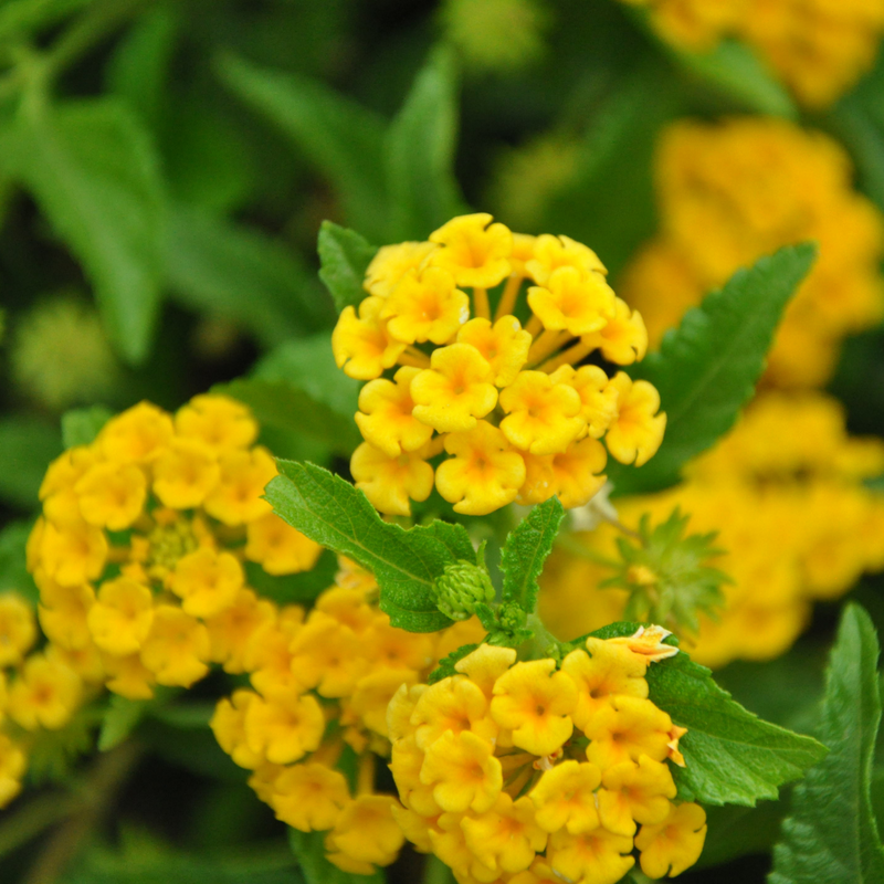 Lantana - Yellow - 30 Flower Seeds