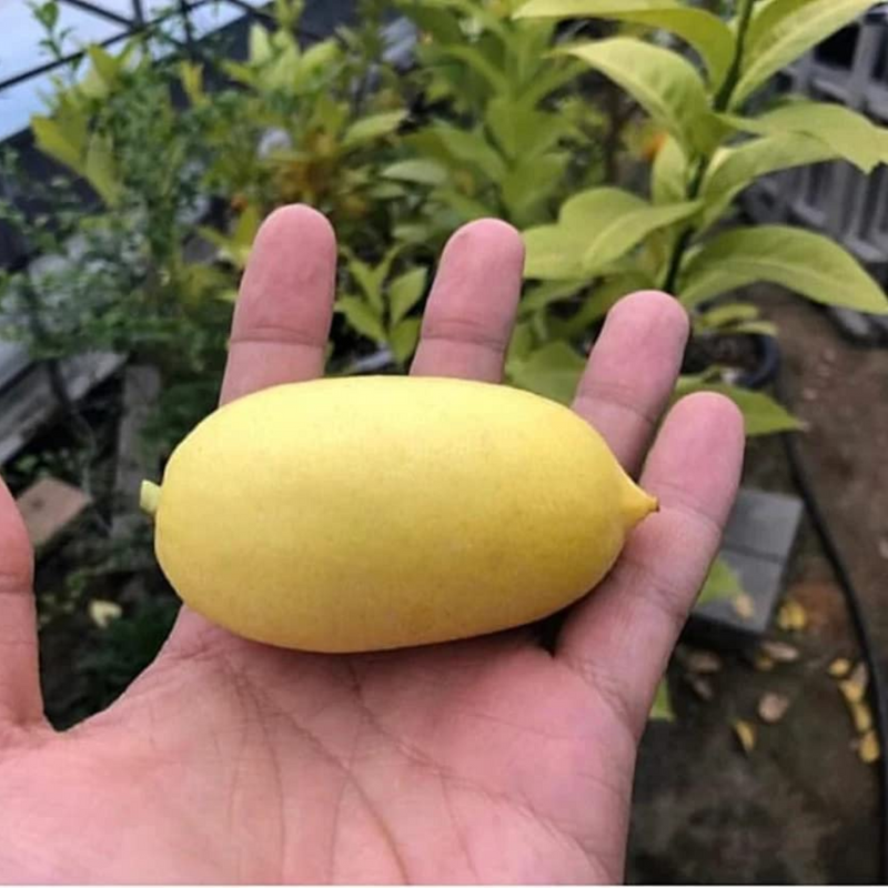 Citrus Lemon - Gandharaj Lemon - Hybrid Fruit Plant