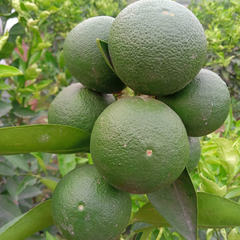Citrus Lemon - Malta Lemon - Hybrid Fruit Plant