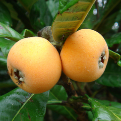 Loquat - Japan Plum - Eriobotrya japonica Fruit Plant