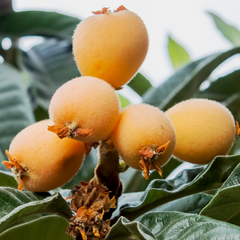 Loquat - Japan Plum - Eriobotrya japonica Fruit Plant