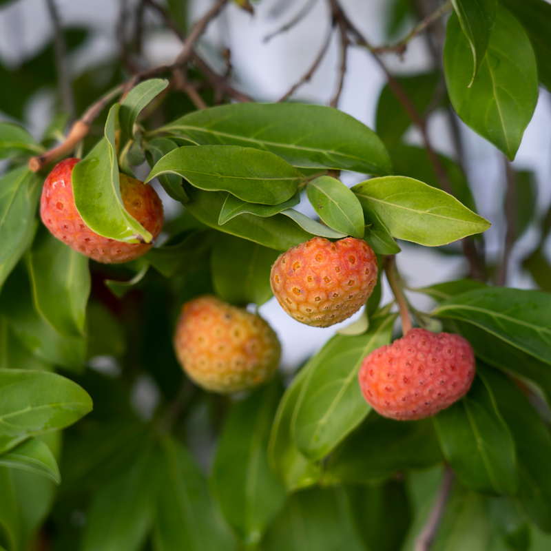 Lychee Fruit - Bengal Lychee - Litchi chinensis Fruit Plant