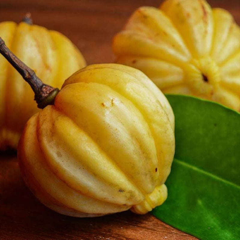 Malabar Tamarind / Kudampuli - Garcinia gummi-gutta Fruit Plant