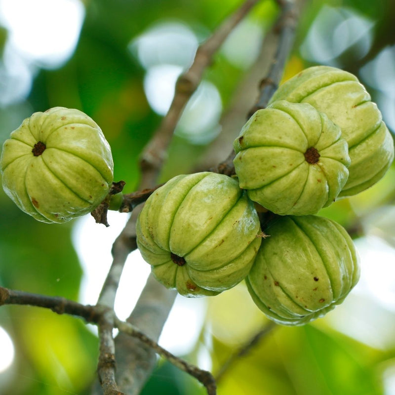 Malabar Tamarind / Kudampuli - Garcinia gummi-gutta Fruit Plant