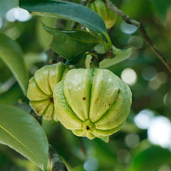 Malabar Tamarind / Kudampuli - Garcinia gummi-gutta Fruit Plant