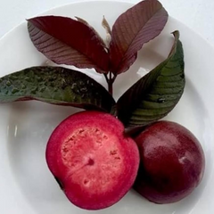 Malaysian Red Guava Fruit Plant