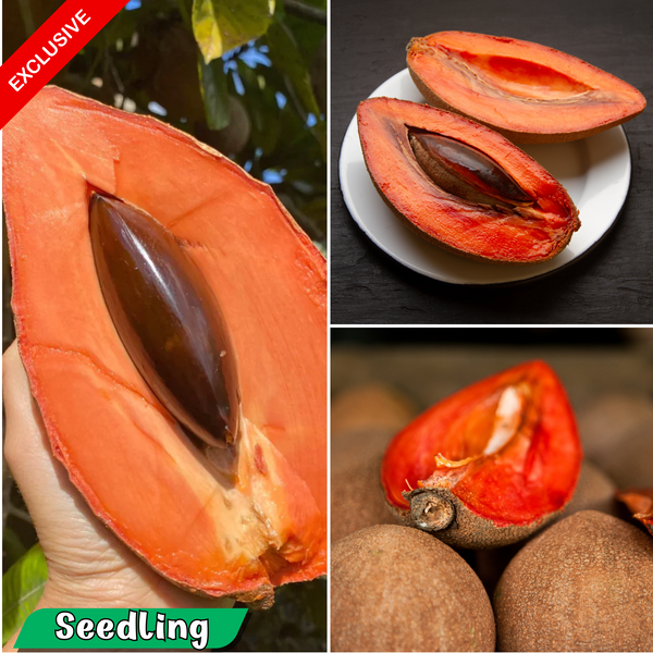 Mamey Sapote - Pouteria sapota - Exotic Fruit Plant
