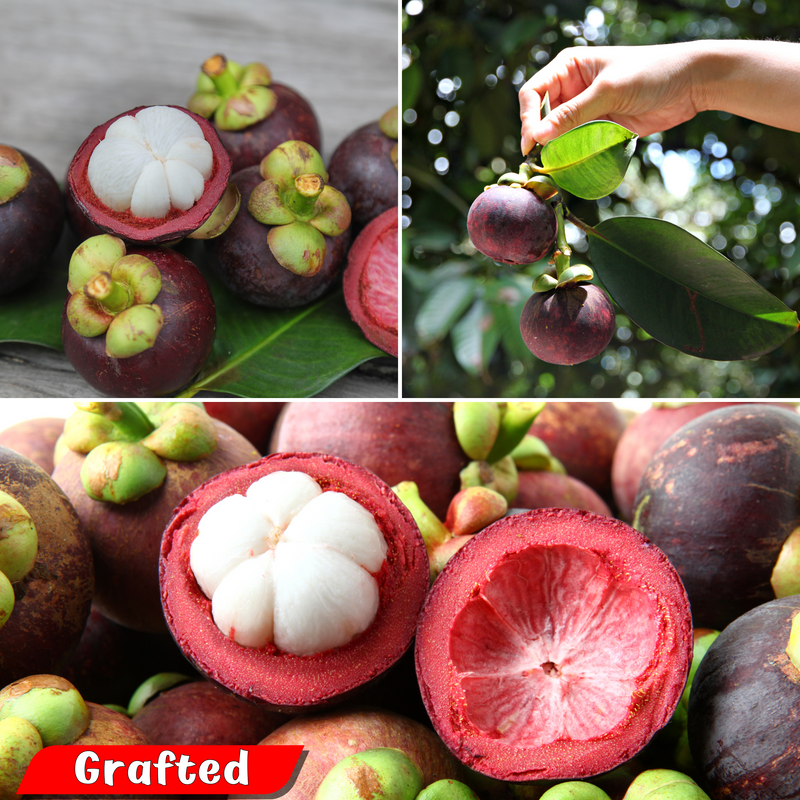 Mangosteen - Purple - Hybrid Fruit Plant