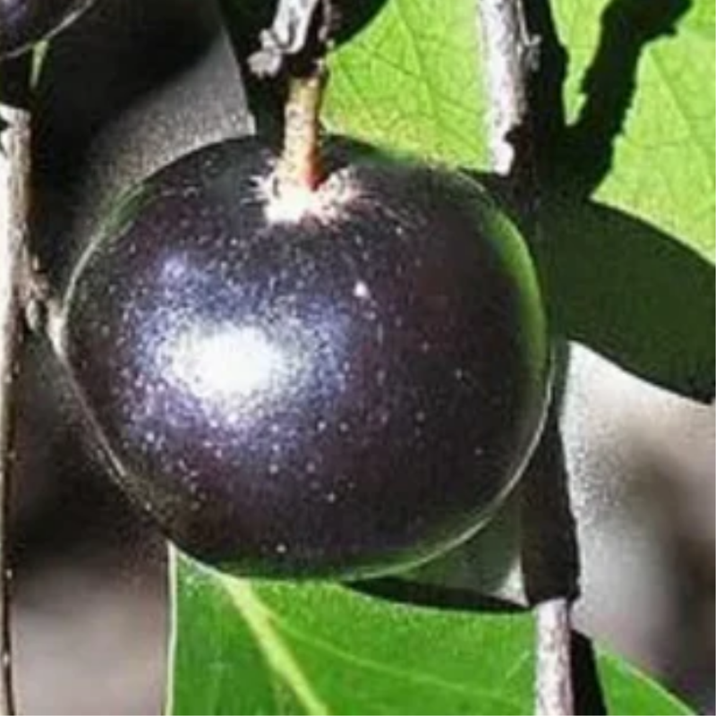 Manila Tennis Ball Cherry - Black - Fruit Plant