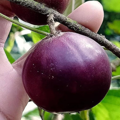 Manila Tennis Ball Cherry - Purple - Fruit Plant