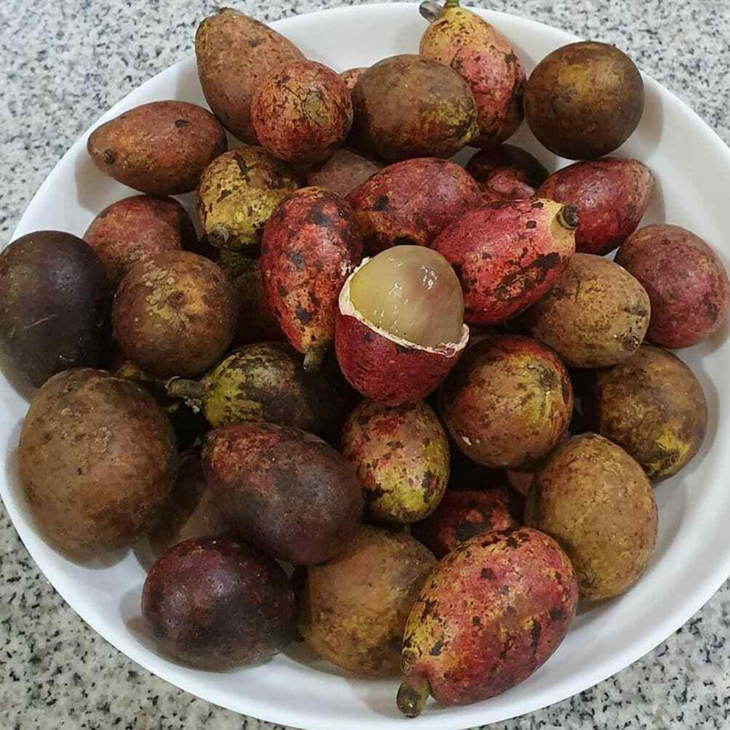 Matoa - Red Matoa - Pometia pinnata Fruit Plant