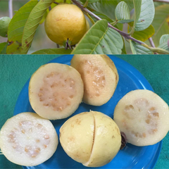 Mexican Cream Guava Fruit Plant