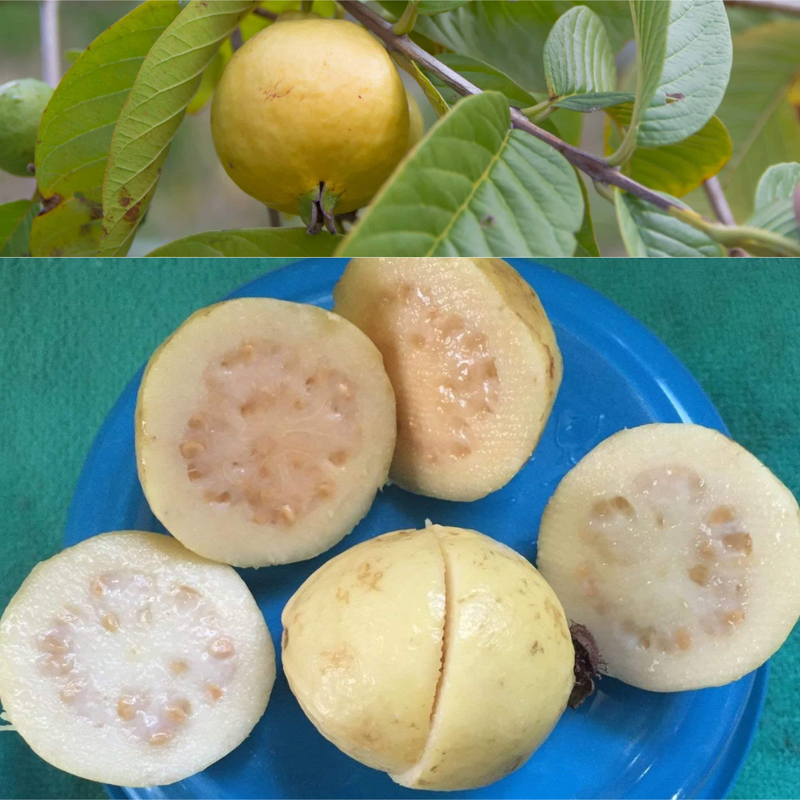 Mexican Cream Guava Fruit Plant