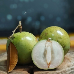Milk Fruit / Star Apple - White - Chrysophyllum cainito Fruit Plant