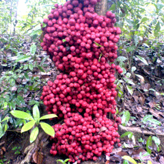 Mooty Fruit - Red - Baccaurea Courtallensis Fruit Plant