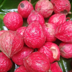 Mooty Fruit - Red - Baccaurea Courtallensis Fruit Plant