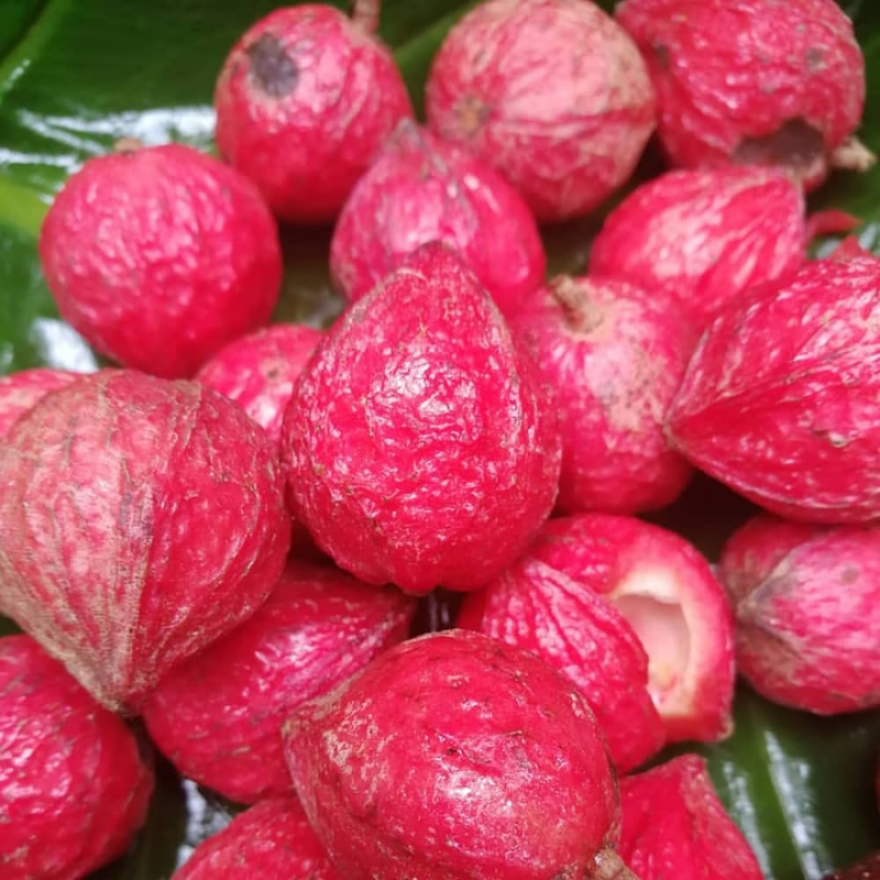 Mooty Fruit - Red - Baccaurea Courtallensis Fruit Plant