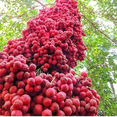 Mooty Fruit - Red - Baccaurea Courtallensis Fruit Plant