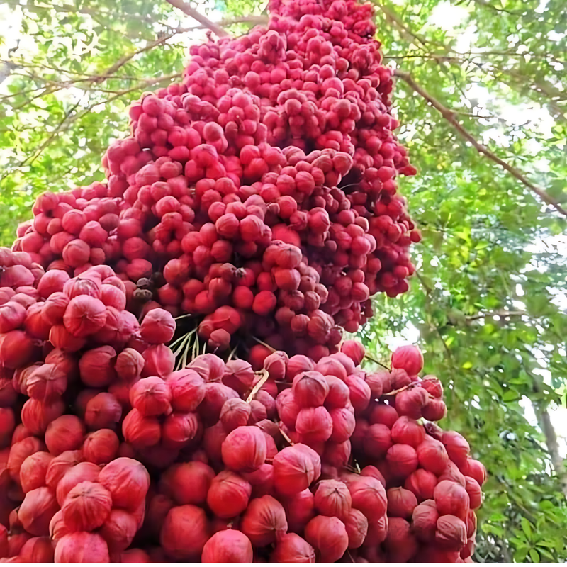 Mooty Fruit - Red - Baccaurea Courtallensis Fruit Plant