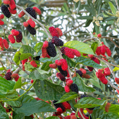 Mulberry - Black - Fruit Plant