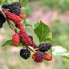 Mulberry - Black - Fruit Plant