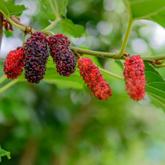 Mulberry - Black - Fruit Plant