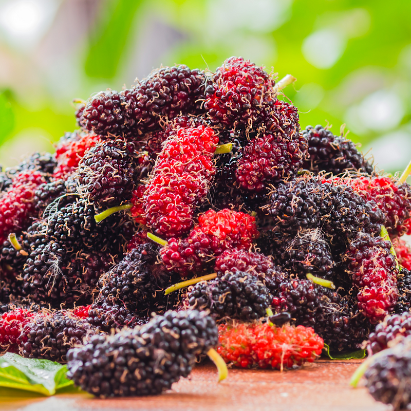 Mulberry - Black - Fruit Plant