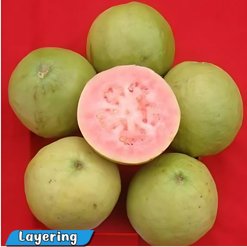 Punjab Kiran Guava Fruit Plant
