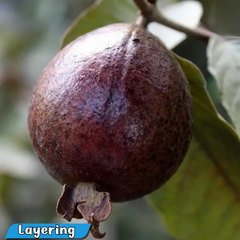 Black Guava Fruit Plant