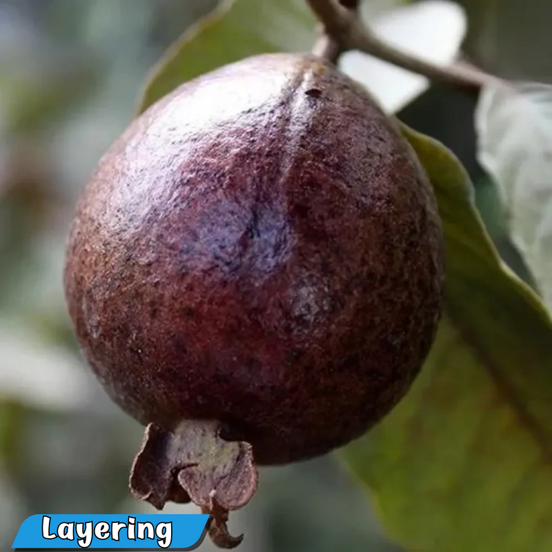 Black Guava Fruit Plant