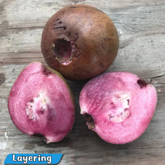 Purple Guava Fruit Plant