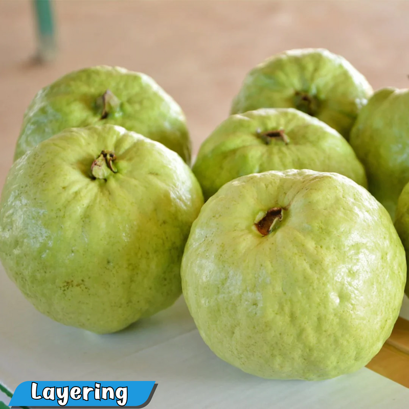 Thai Super Guava Fruit Plant