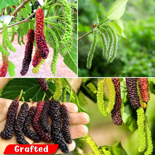 Mulberry - Black Long - Fruit Plant