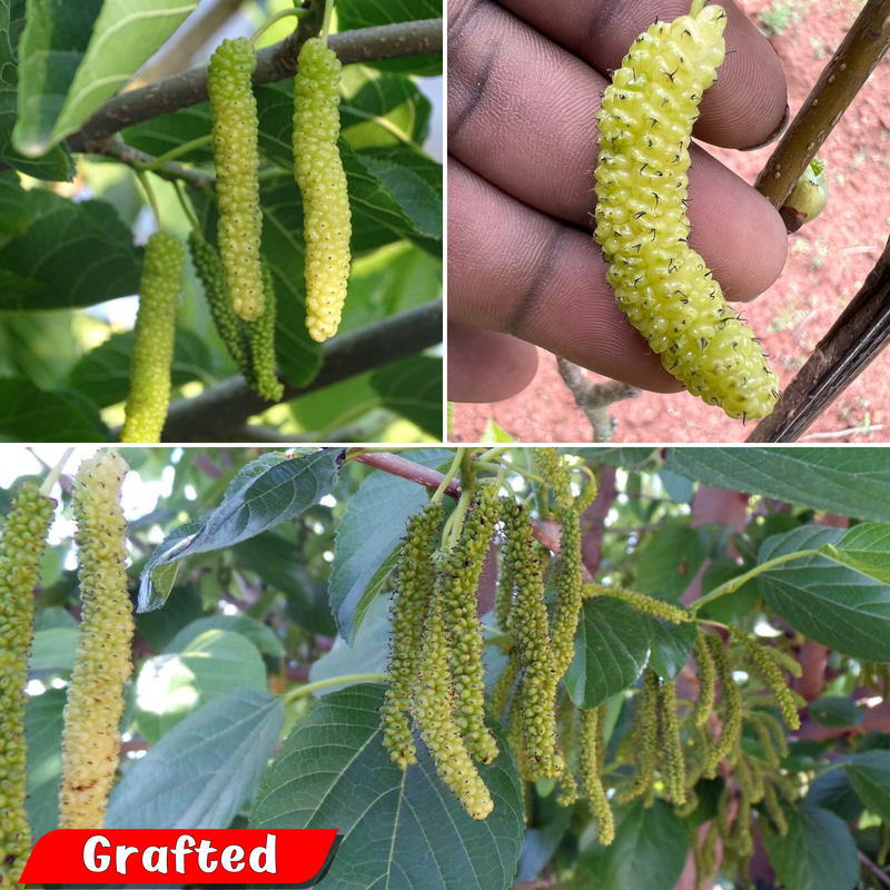 Mulberry - Golden Long- Fruit Plant