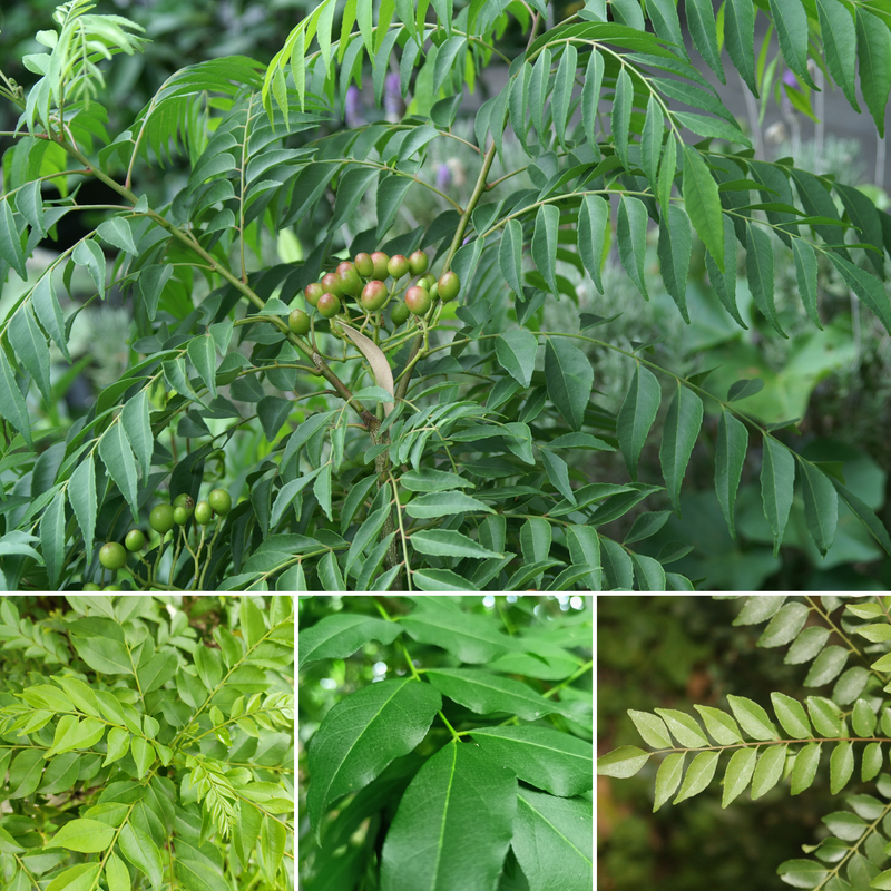 Curry Leaf Plant-Murraya koenigii Spice Plant