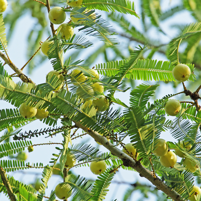 Indian Gooseberry / Amla / Phyllanthus emblica - Fruit Plant