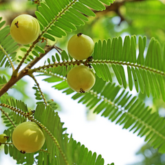 Indian Gooseberry / Amla / Phyllanthus emblica - Fruit Plant