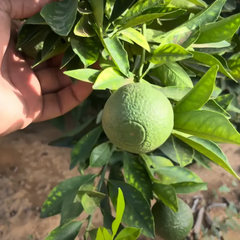 Citrus Orange - Chinese Mosambi - Hybrid Fruit Plant