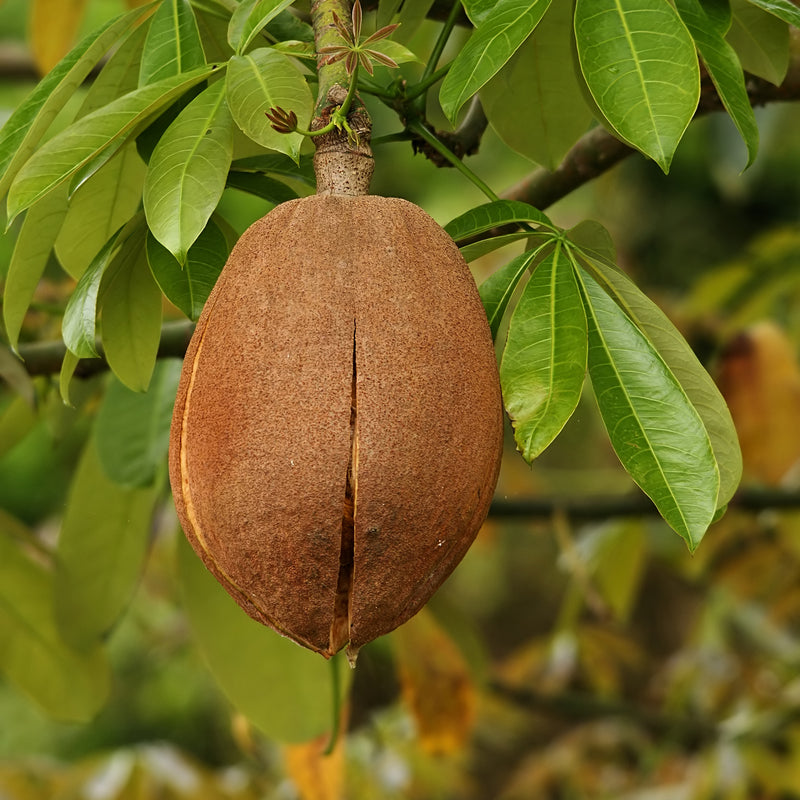 Malabar Chestnut (Pachira Aquatica) Fruit Plant